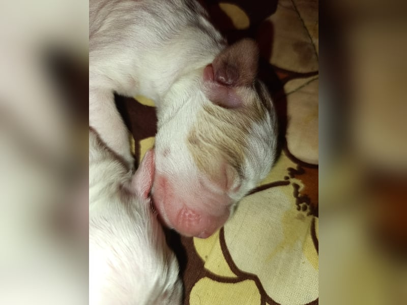 English setter Welpen