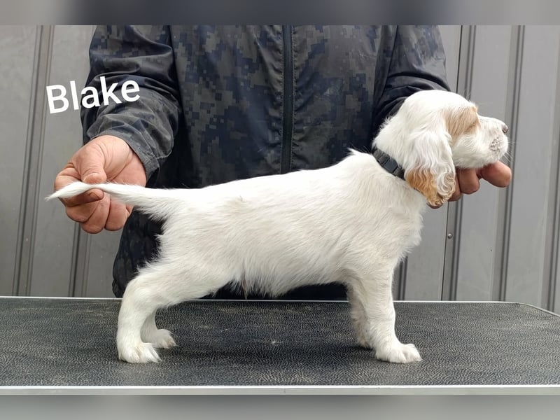 English setter Welpen