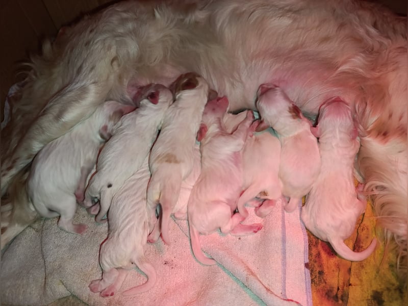 English setter Welpen