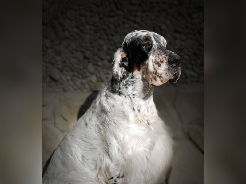 English setter Wurf geplanten