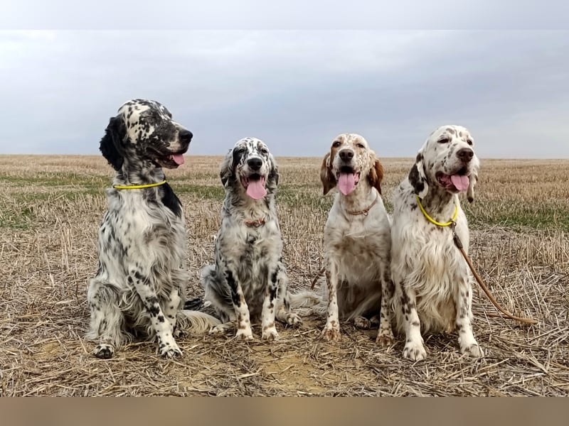 English setter Welpen (2 Rüden)