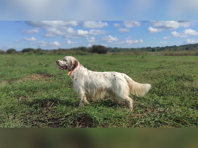 English setter Welpen (2 Rüden)