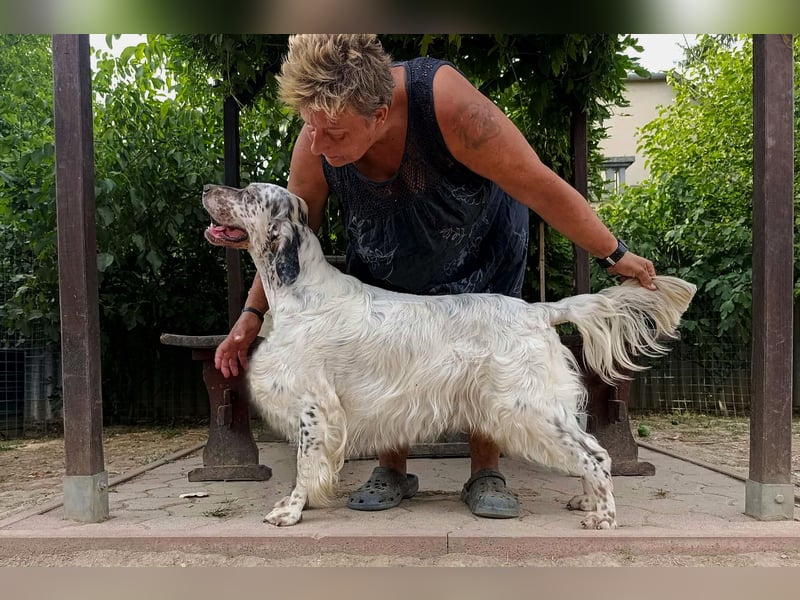 English setter Wurf geplanten