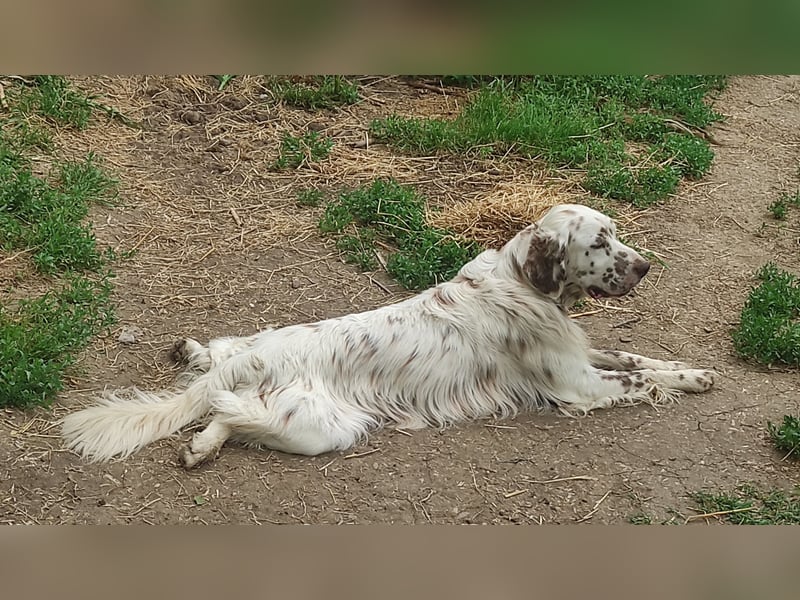 English setter Welpen (2 Rüden)