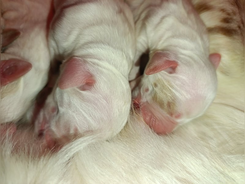 English setter Welpen