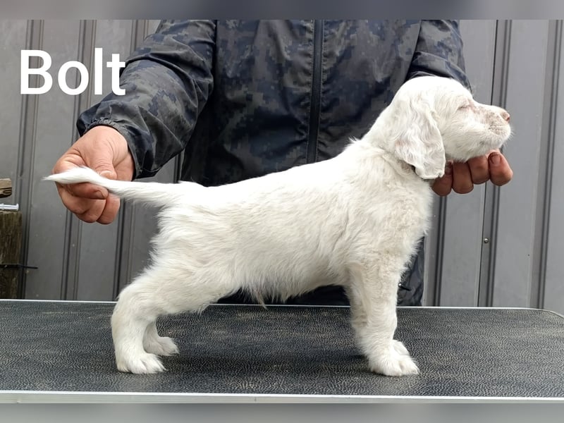 English setter Welpen