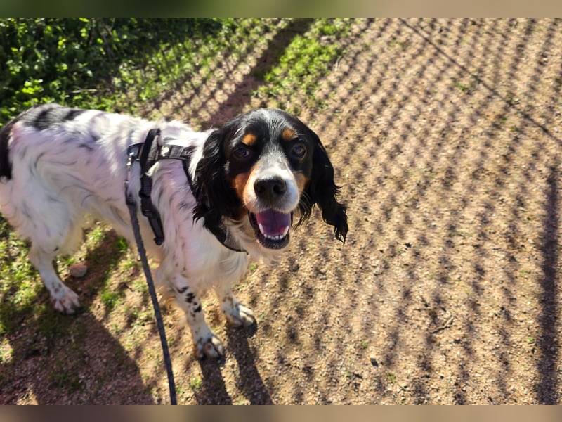 Moreno: ein Traum für Setter-Freunde