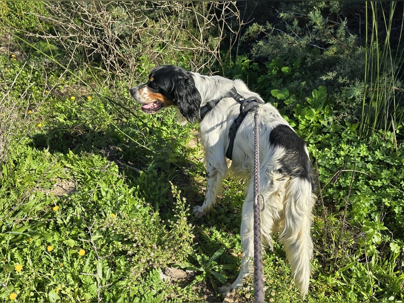 Moreno: ein Traum für Setter-Freunde