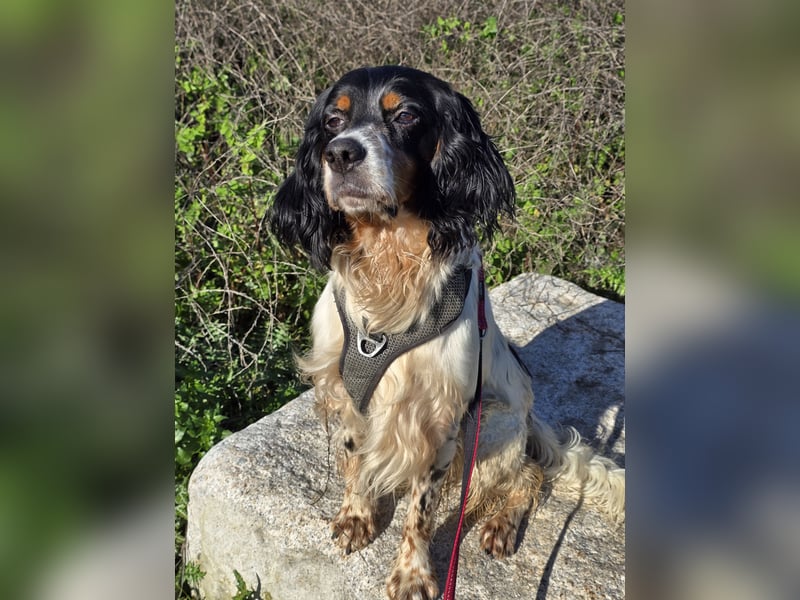 Moreno: Traumhund ohne wenn und aber - gerne Pflegestelle