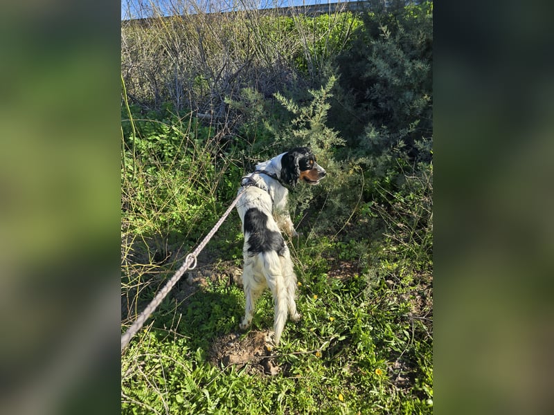 Moreno: ein Traum für Setter-Freunde