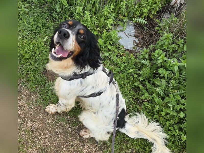 Moreno: ein Traum für Setter-Freunde