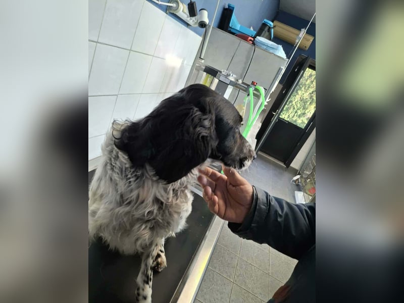 SetterMix Erik möchte eine Familie