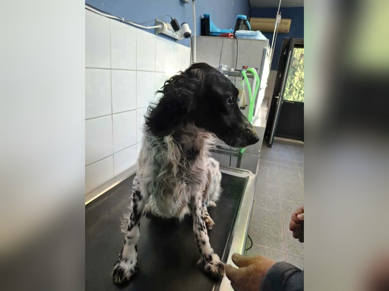 SetterMix Erik möchte eine Familie