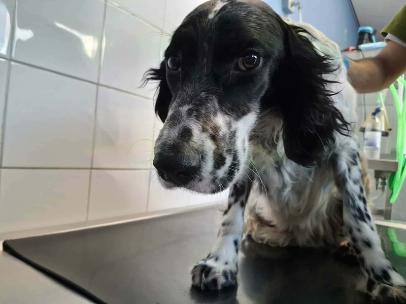 SetterMix Erik möchte eine Familie