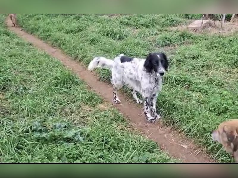 SetterMix Erik möchte eine Familie