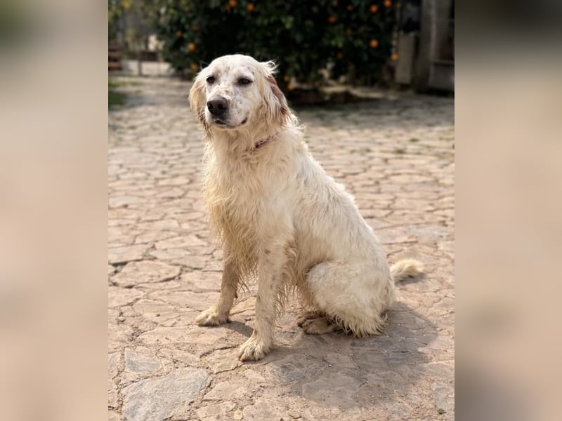 Tro ist ein sensibler, freundlicher Hund