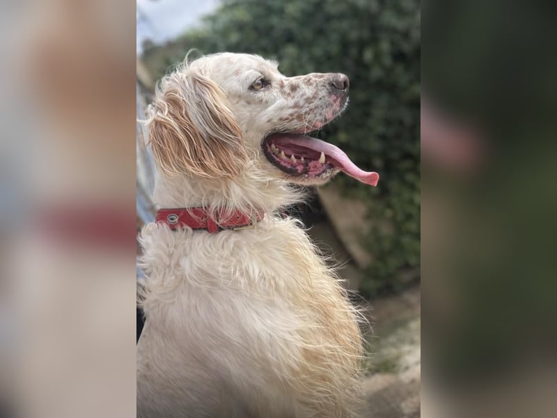 Tro ist ein sensibler, freundlicher Hund