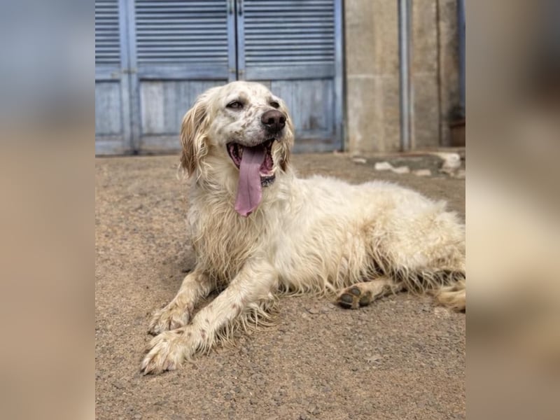 Tro ist ein sensibler, freundlicher Hund