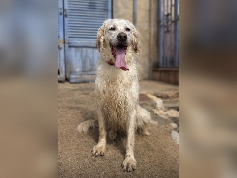 Tro ist ein sensibler, freundlicher Hund