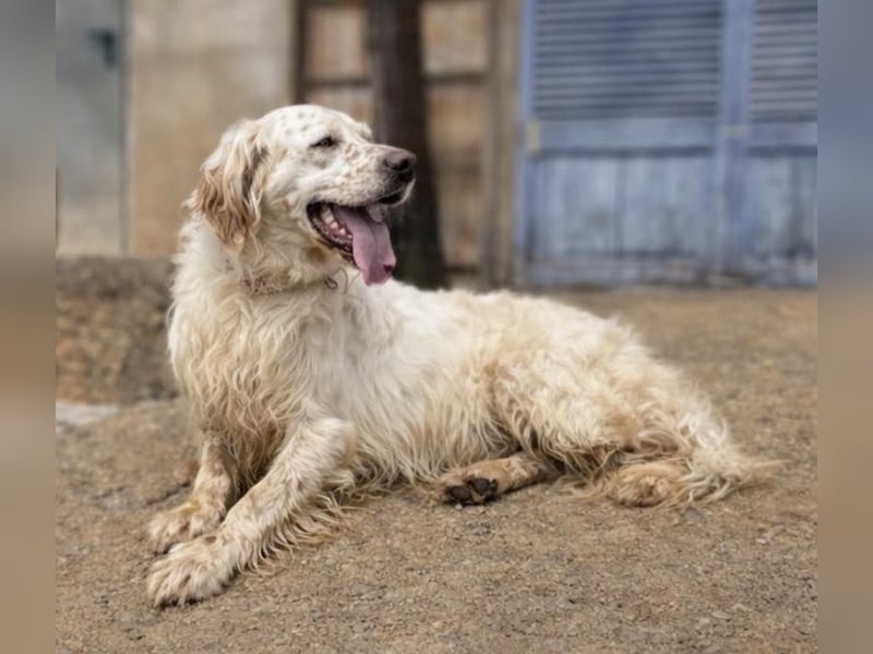 Tro ist ein sensibler, freundlicher Hund