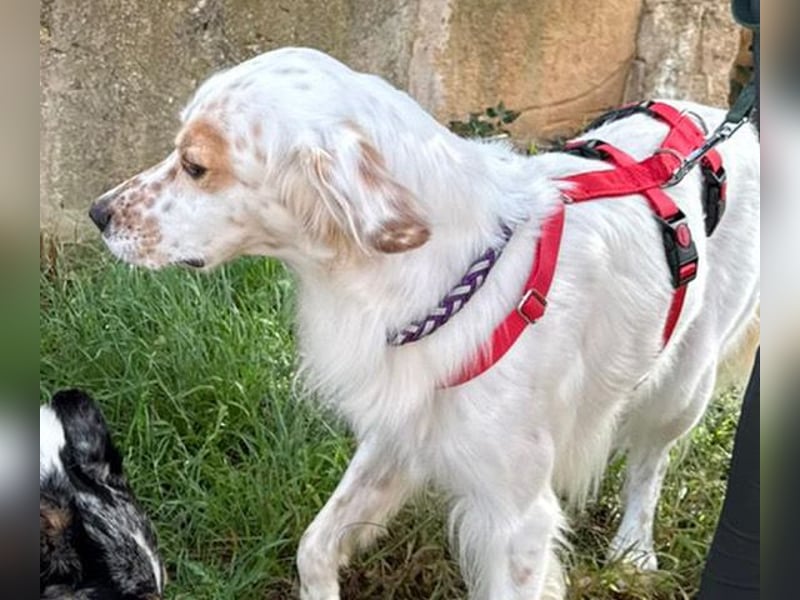 Kiro ist ein bildhübsche Zauberkerl