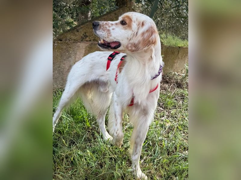 Kiro ist ein bildhübsche Zauberkerl