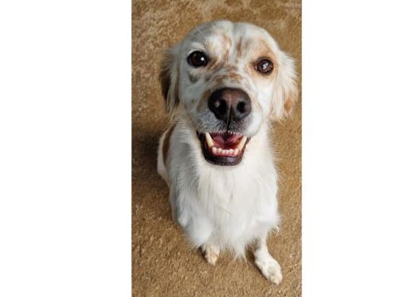 Kiro ist ein bildhübsche Zauberkerl