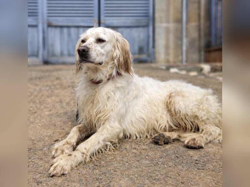 Tro ist ein sensibler, freundlicher Hund