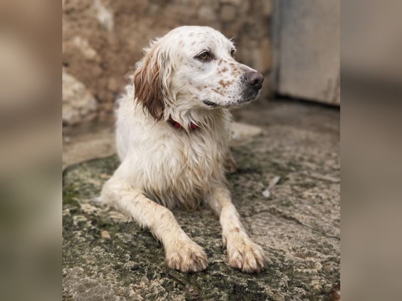 Tro ist ein sensibler, freundlicher Hund