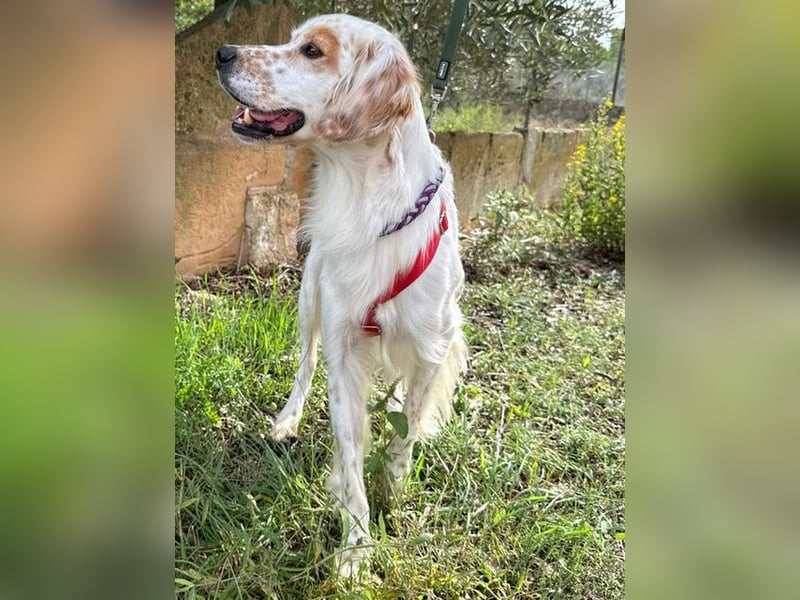 Kiro ist ein bildhübsche Zauberkerl