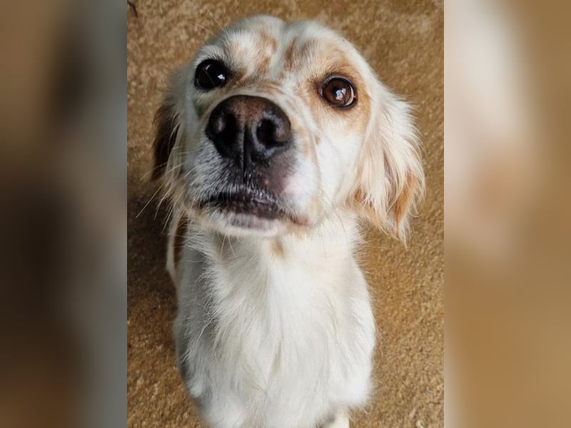 Kiro ist ein bildhübsche Zauberkerl