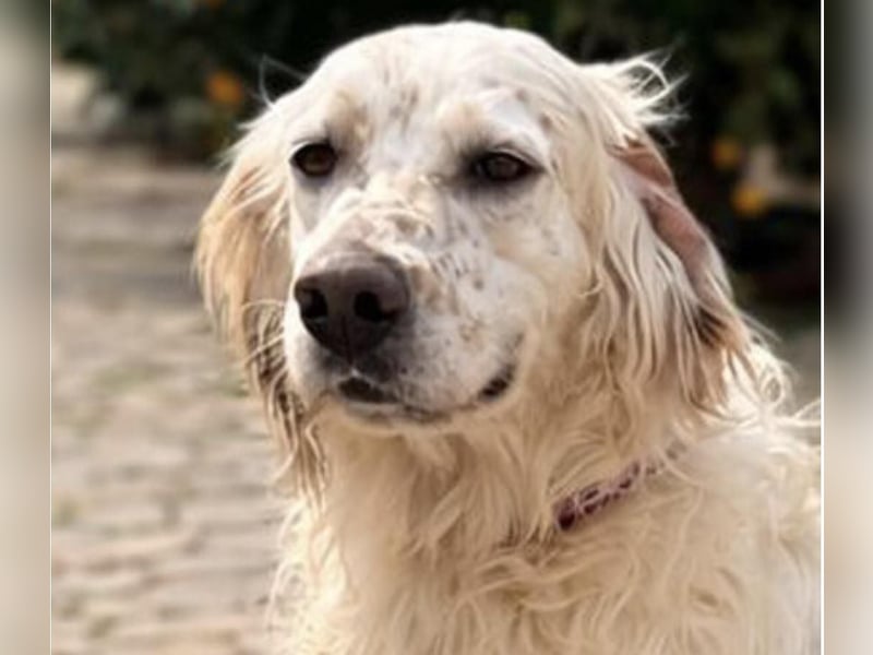 Tro ist ein sensibler, freundlicher Hund