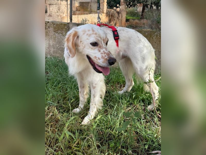 Kiro ist ein bildhübsche Zauberkerl