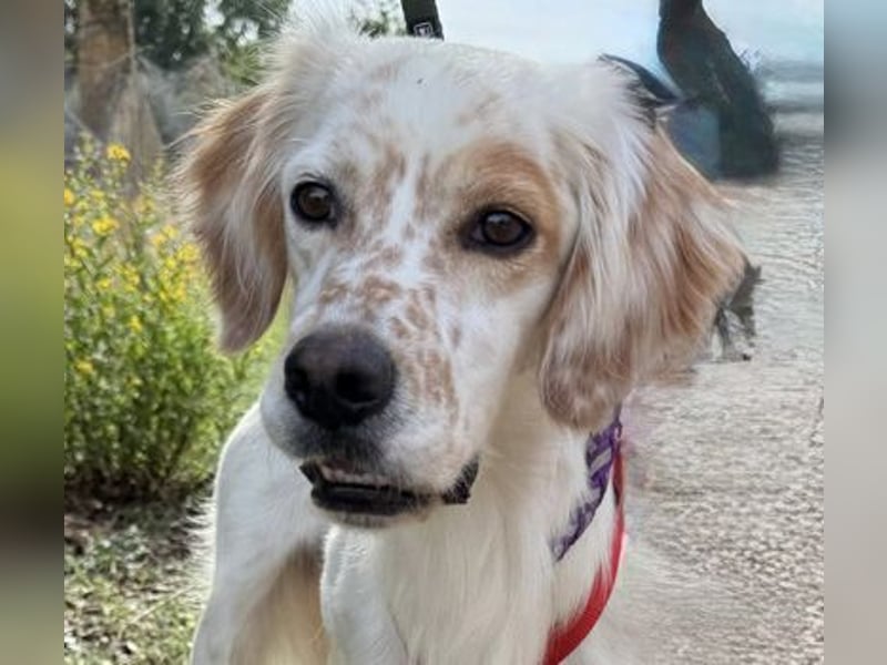 Kiro ist ein bildhübsche Zauberkerl