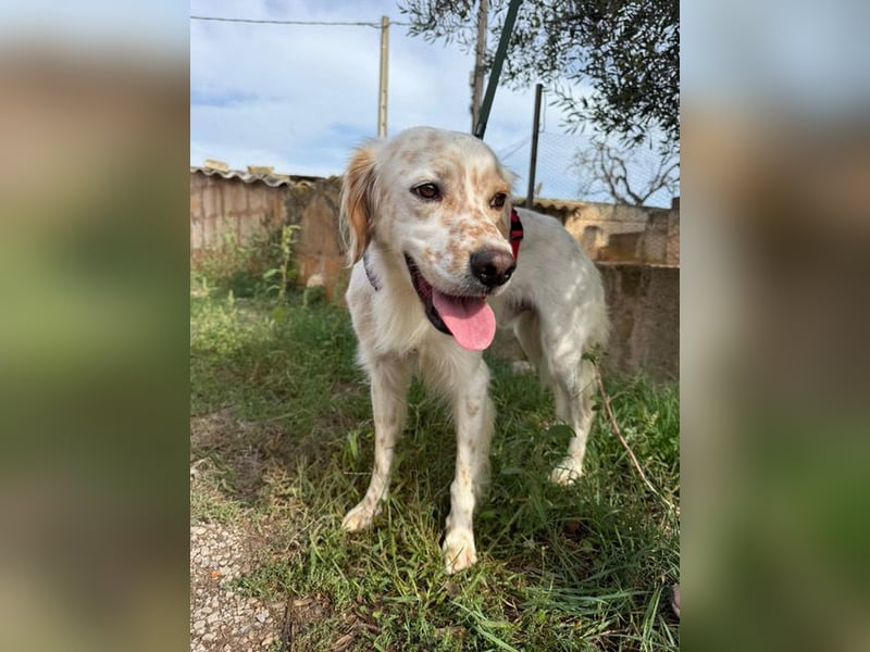 Kiro ist ein bildhübsche Zauberkerl