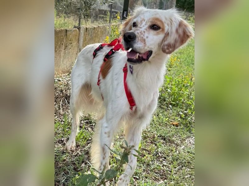 Kiro ist ein bildhübsche Zauberkerl