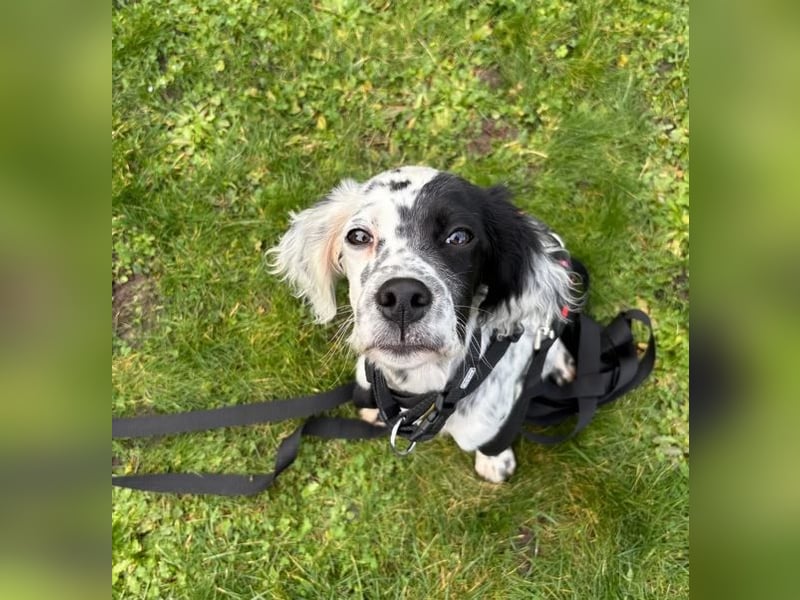 Odin - Ein Herzenshund, bereits auf PS in DE, auf der Suche nach seinem Zuhause ❤️