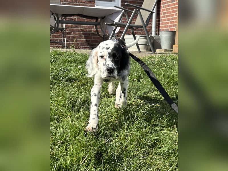 Odin - Ein Herzenshund, bereits auf PS in DE, auf der Suche nach seinem Zuhause ❤️