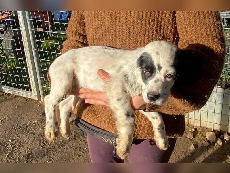 Pepe - junge Setter-Seele sucht wundervolles Zuhause!
