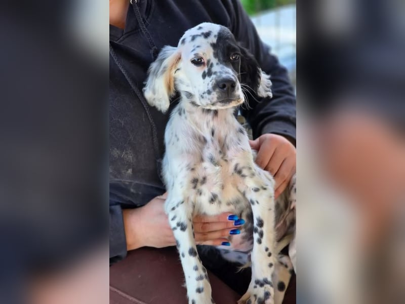 Odin - Ein Herzenshund, bereits auf PS in DE, auf der Suche nach seinem Zuhause ❤️