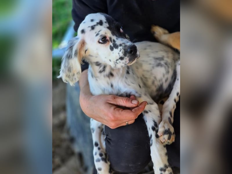 Odin - Ein Herzenshund, bereits auf PS in DE, auf der Suche nach seinem Zuhause ❤️