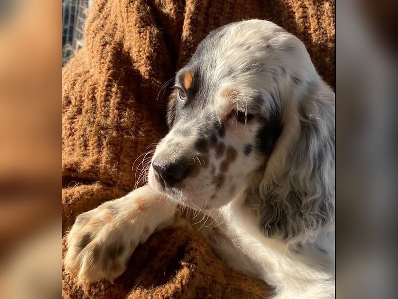 Oreo - junge Setter-Seele sucht wundervolles Zuhause!