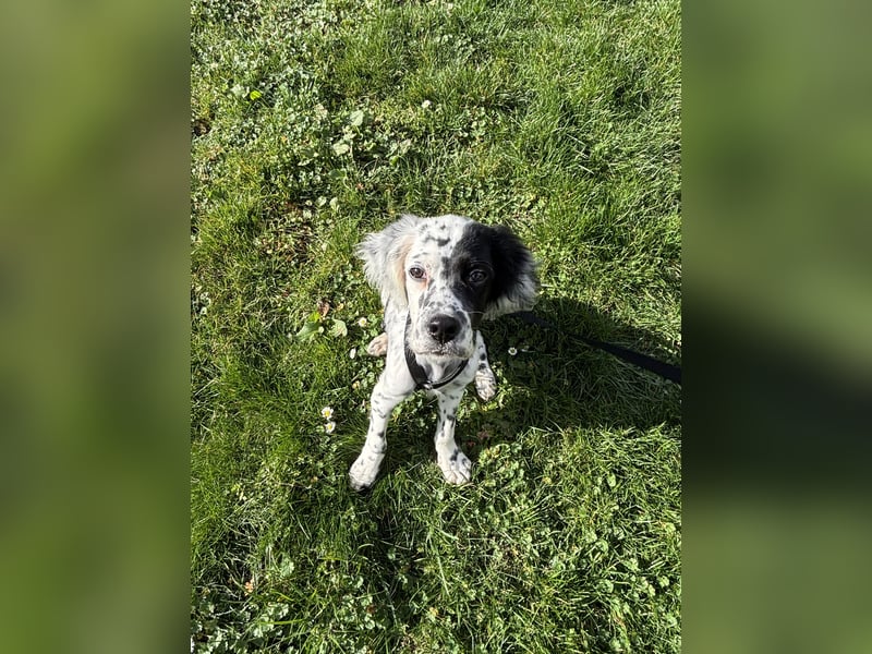 Odin - Ein Herzenshund, bereits auf PS in DE, auf der Suche nach seinem Zuhause ❤️