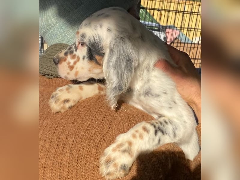 Oreo - junge Setter-Seele sucht wundervolles Zuhause!