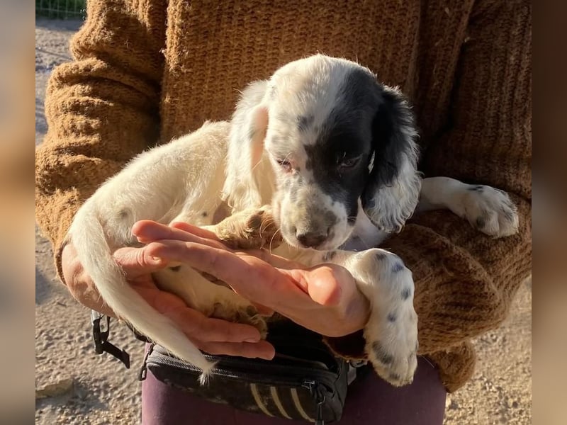 Odin - junge Setter-Seele sucht wundervolles Zuhause!
