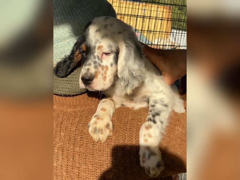 Oreo - junge Setter-Seele sucht wundervolles Zuhause!