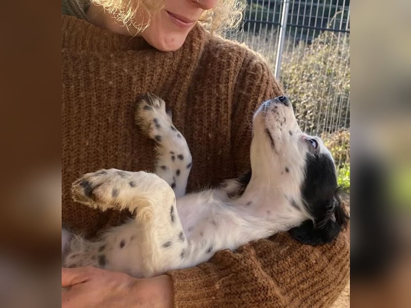 Pepe - junge Setter-Seele sucht wundervolles Zuhause!