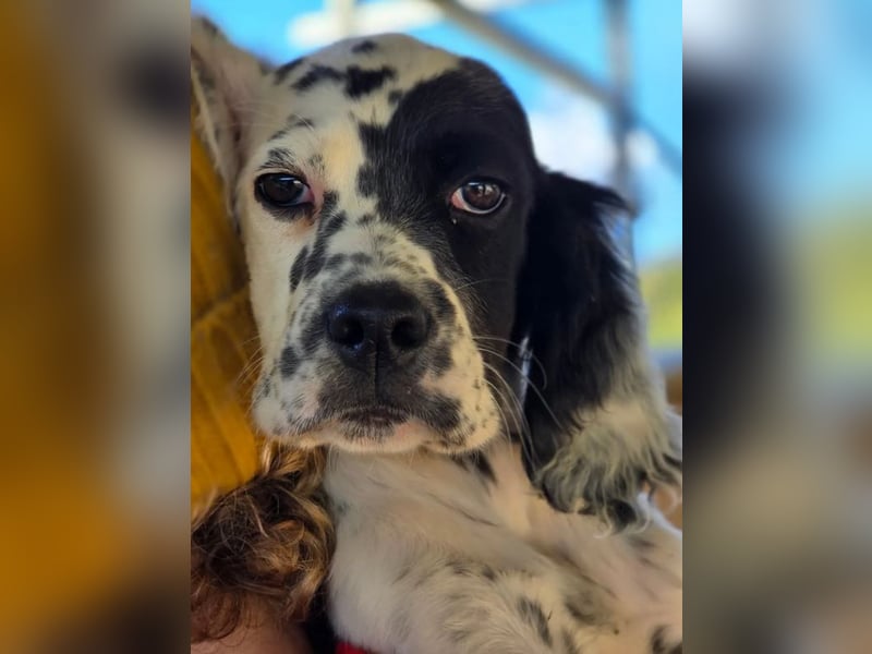 Odin - Ein Herzenshund, bereits auf PS in DE, auf der Suche nach seinem Zuhause ❤️