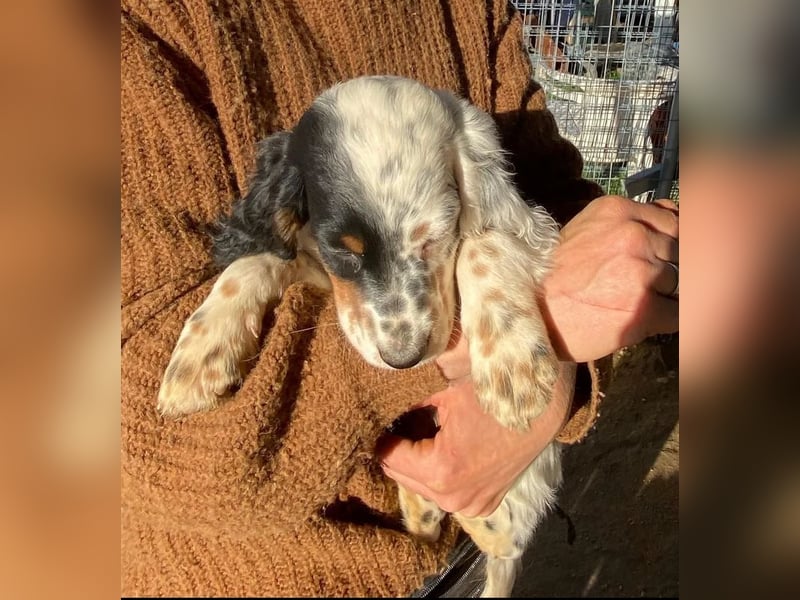 Oreo - junge Setter-Seele sucht wundervolles Zuhause!