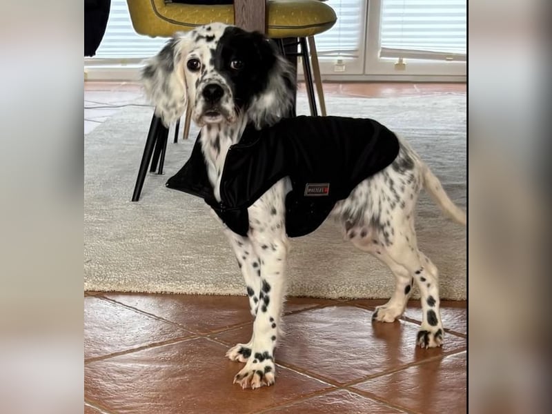 Odin - Ein Herzenshund, bereits auf PS in DE, auf der Suche nach seinem Zuhause ❤️